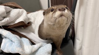 冬に備えてか各部屋に自分用の巣を作り始めたカワウソとその巣を発見した猫 otter begins to build a nest in preparation for winter.