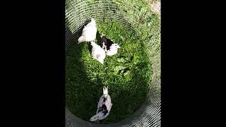 ЛПХ АК_47 Цыплята на продажу