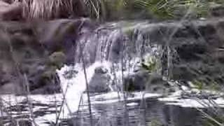Water, Cedar and Bamboo