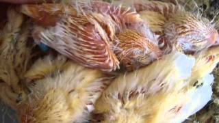 canari mosaique