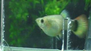 Parto Guppy  en Paridera (by Antonino)