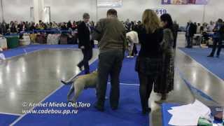 Ка-Де-Бо|Ca de bou, Россия|Russia 2013-1, Champion class males
