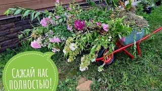 Совиный сад всё краше. Две тележки цветов и ещё вагончик едет!