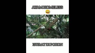 HIDUP TINGGAL DI POHON. TEMPAT ISTIRAHAT AYAM KAMPUNG. #Shorts