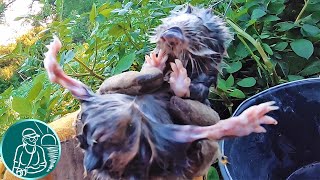 Поймали слепыша ???? Вредитель шел в картошку Это не крот