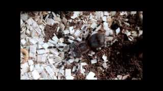 A. geniculata eating
