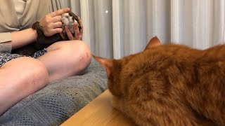 カワウソさくら カワウソの次に撫でられる順番待ちしている猫 Stroking the otter and the cat in order