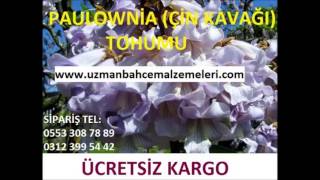 çin kavağı tohumu