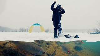 БОИТСЯ ЛИ РЫБА ШУМА ОТ ЛЕДОБУРА Подводная съемка ПЛОТВА