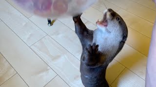 ハロウィン前夜祭に風船パーティーをしたカワウソ猫 Otter and cat having a balloon party on the eve of Halloween.