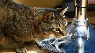 GH6 ISO12800 ディテールとノイズ 影になる暗い場所猫でテスト