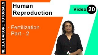 Human Reproduction - Fertilization - Part - 2