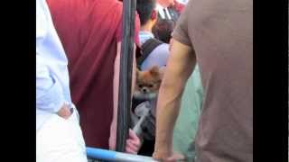 Very bad dog owner