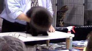 Champion Persian Longhair Cat