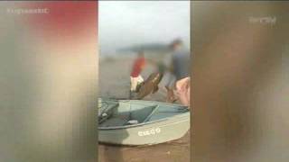 Pesca ilegal de peixe em extinção é flagrada em São Francisco do Sul