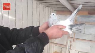 Уральские голуби и вольер для Васи / Ural pigeons and aviary for Vasya