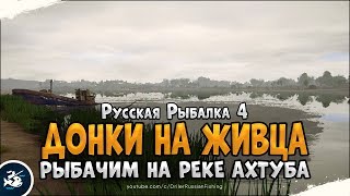 Ловля на живца • Русская Рыбалка 4