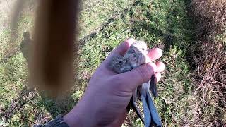 ловля певчих птиц  7 октября 2019 г.