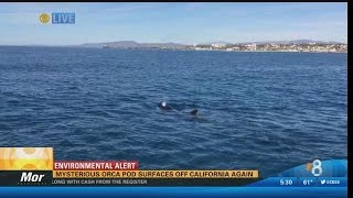 Mysterious orca pod surfaces off California again