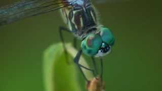 Up Close with Insects & Arachnids