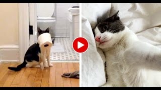 5 Previous Owners Rejected This Wild Kitty