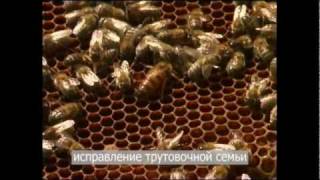исправление трутовочной семьи