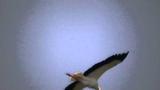 Stork in full flight