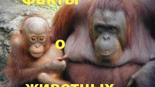 факты о животных #1
