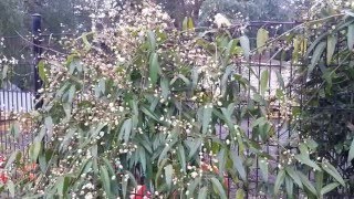 Evergreen Clematis / Clematis armandii