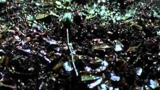 Агата Кристи-Оpium dlja nikogo