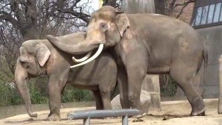 Zärtliche Rüsselei zwischen Victor und Drumbo Berliner Zoo am 27 03