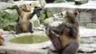 Медведи зажигают! - Russian bears dancing