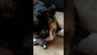 киска малышка играет и грызёт мышку. трехцветная редкий зверек кошка Мура девочка