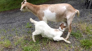 Mom goat calls baby for milk
