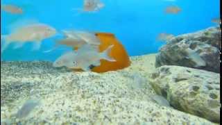 Neolamprologus gracilis Kapampa