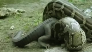 ULAR MONSTER  TELAN BUAYA