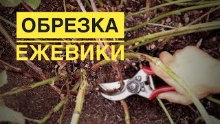 Супер способ обрезки ежевики! Обрезаем веером.