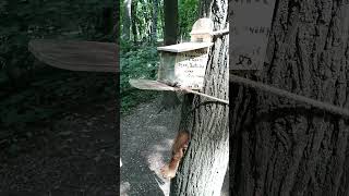 Голуби и бельчонок / Pigeons and a squirrel