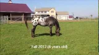 Tuff Built Legacy, ApHC Stallion at Stud
