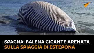 #Spagna: balena gigante arenata sulla spiaggia di Estepona