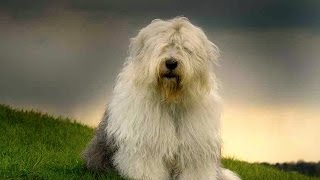 Old English Sheepdog (Bobtail)