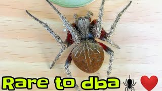 SUPER  SAMON SPIDERS(GAGAMBA) (UNBOXING) ??