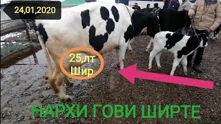 МОЛБОЗОР ГОВИ ШИРТЕРА НАРХОШ " БОЗОРИ ХУЛБУК  2020"  ЦЕНА КОРОВА