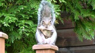 Panasonic DMC-FZ100 Squirrel