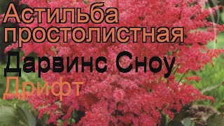 Астильба простолистная Дарвин'с Сноу Дрифт ? обзор: как сажать, рассада астильбы Дарвин'с Сноу Дрифт