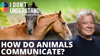 How do animals communicate?