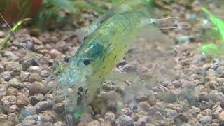 Caridina multidentata o gamba amano