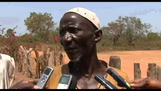 Corte ilegal de árvores de Pau de Sangue em Gunie-Bissau 2014