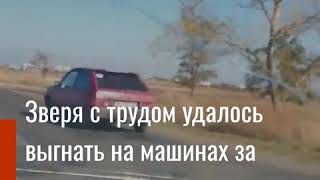 БЕРДЯНСК ВОЛК НОВОВАСИЛЬЕВКА 2019