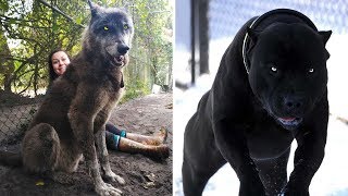 7 Mascotas más intimidantes que existen